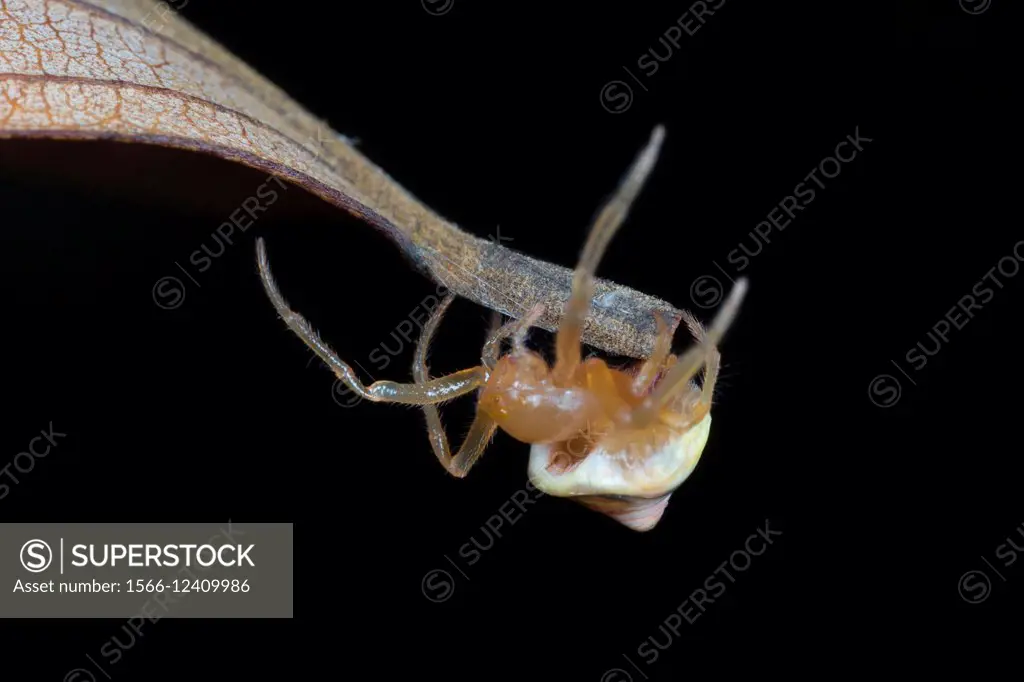 Huntsman spider. Image taken at Stutong Forest Reserve Park, , Kuching, Sarawak, Malaysia.