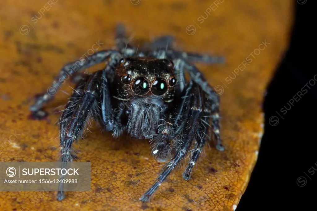 Jumping spider. Image taken at Kampung Skudup, Sarawak, Malaysia.