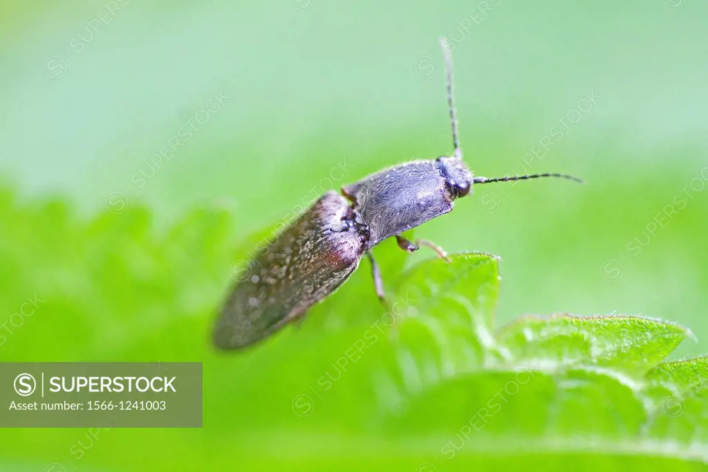 Agriotes obscurus, black click beetle found in grassland, grass crops  Wireworms can devastate crops through infestation creating wilt or boring throu...