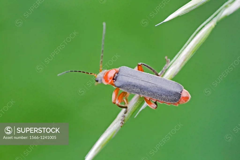 Cantharis lateralis, Soldier Beetle  Soldier beetle with red absomen and bi-colored legs red and black  Bio-control agents for grasshopper eggs, aphid...