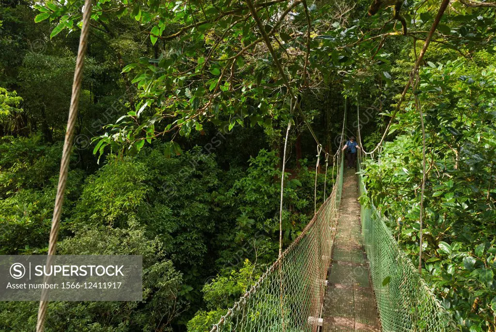 Costa Rica. Bijagua, suspension bridge in trees