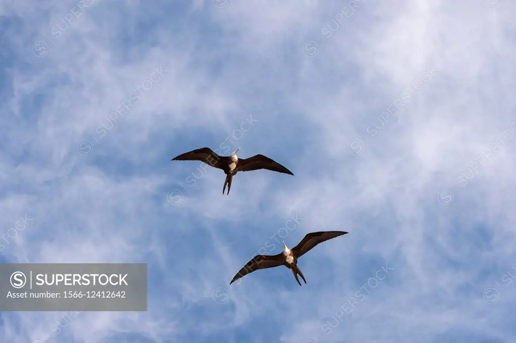 Two Frigate birds flying over the Los Islotes Islands in Baja California, Mexico.