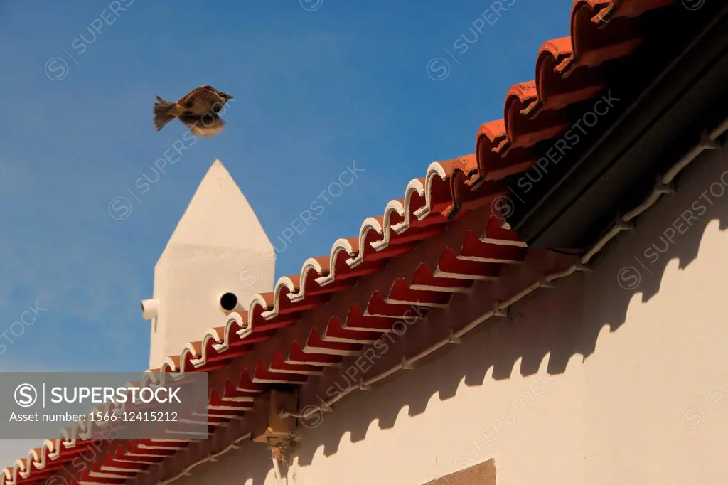 Roof detail and a sparrow flying over. Nordeste, Sao Miguel island, Azores, Portugal.