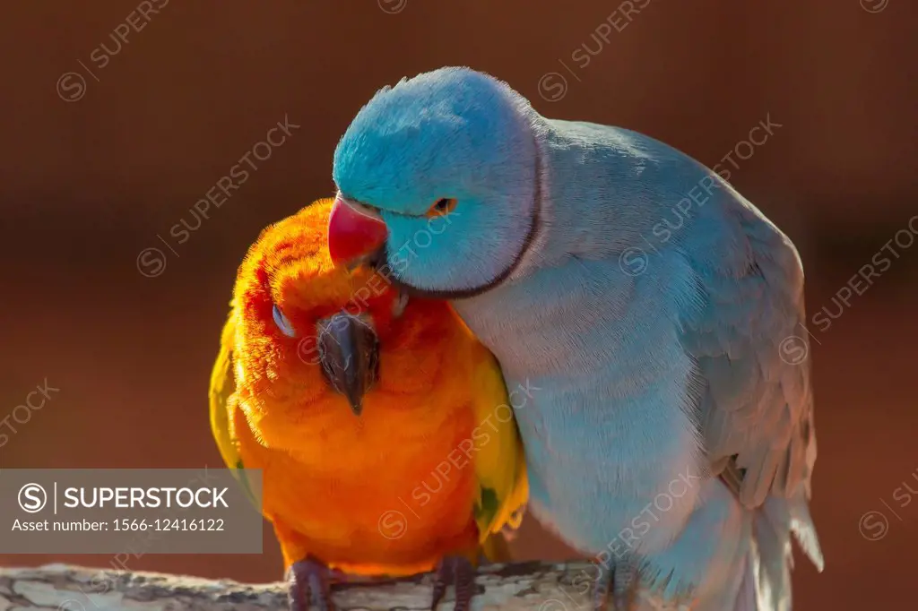 Pair of small parrot Lovebirds Agapornis grooming each other.