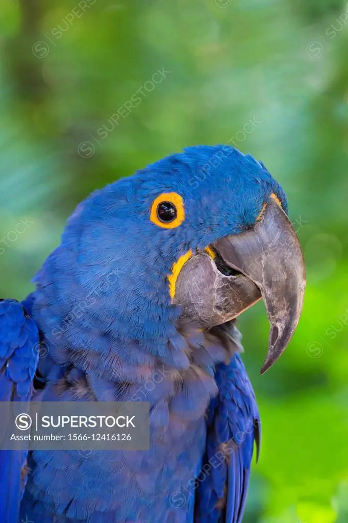 Closeup of single blue Hyacinth Macaw or Hyacinthine Macaw, Anodorhynchus hyacinthinus.