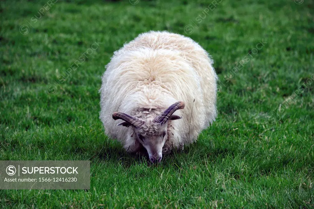Icelandic sheep on pasture near Skogar, Iceland