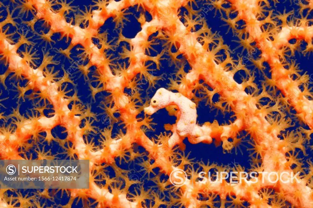 Pygmy Seahorse, Hippocampus denise, on an orange sea fan. Uepi, Solomon Islands. Solomon Sea, Pacific Ocean.