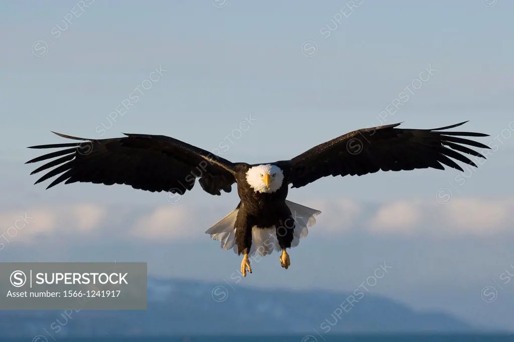 Bald Eagle Haliaeetus leucocephalus in flight Alaska