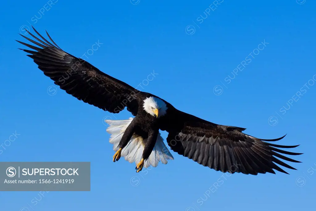 Bald Eagle Haliaeetus leucocephalus in flight Alaska