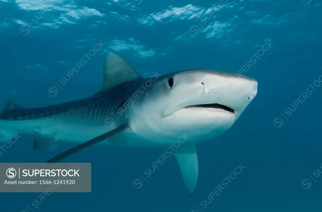 Tiger shark, Galeocerdo cuvier, Bahamas