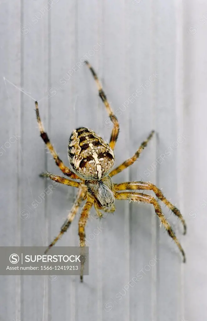 Garden spider, Araneus diadematus