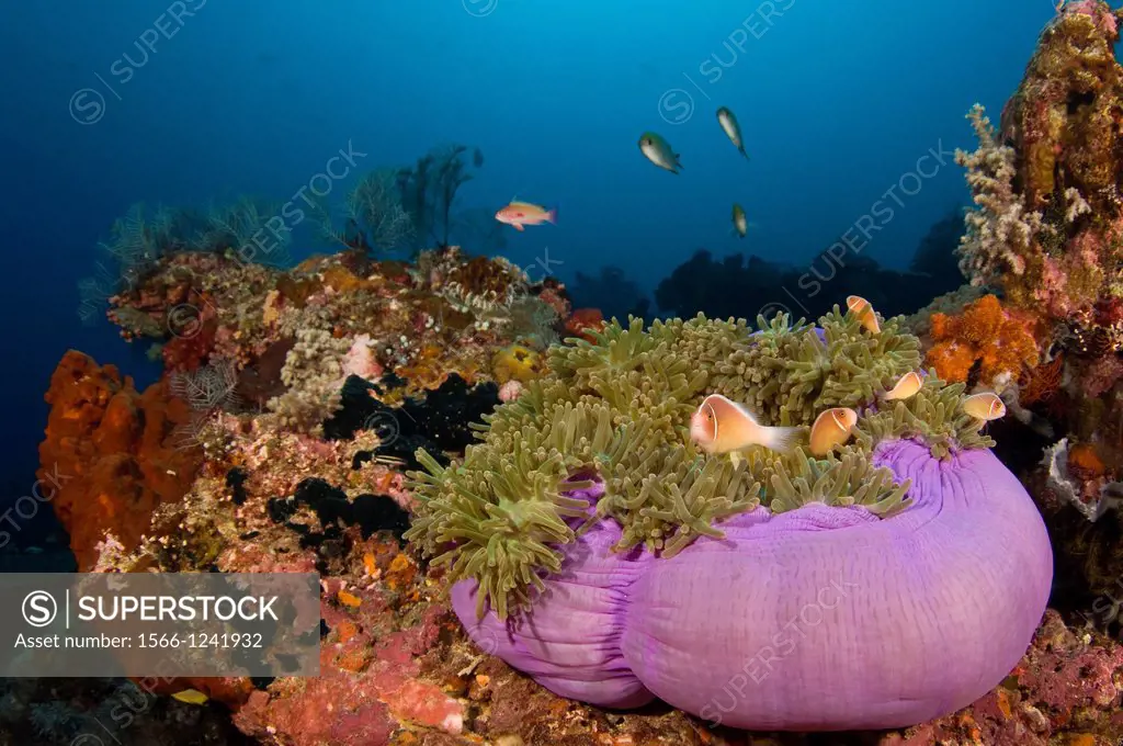 Pink Anemonefish, Amphiprion perideraion, Castle Rock, Komodo Island, Komodo National Park