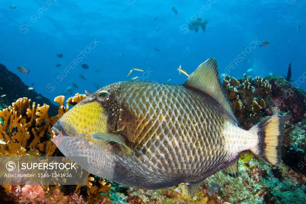 Titan Tiggerfish, Balistoides viridescens, on coral reef, Castle Rock, Gili Lawa, Komodo National Park, Indonesia