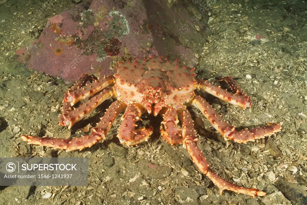 Alaskan Red King Crab, Paralithodes camtschaticus, Juneau, Alaska