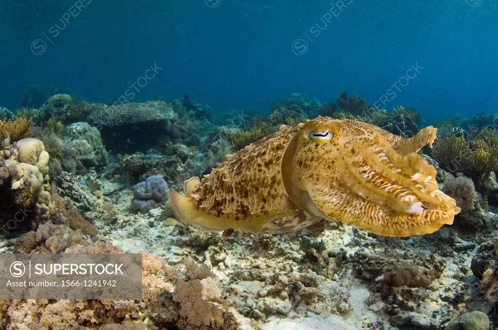 Broadclub cuttlefish, Sepia latimanus, Sabolo Kecil Island, Komodo National Park, Indonesia