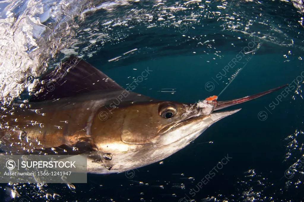 Sailfish, Istiophorus platypterus, being released while big game fishing