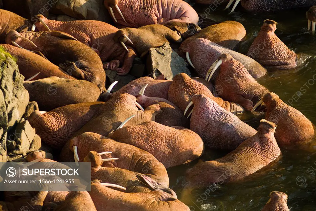 Walrus, Odobenus rosmarus divergens, Walrus Islands State Game Sanctuary, Round Island, Bristol Bay, Alaska