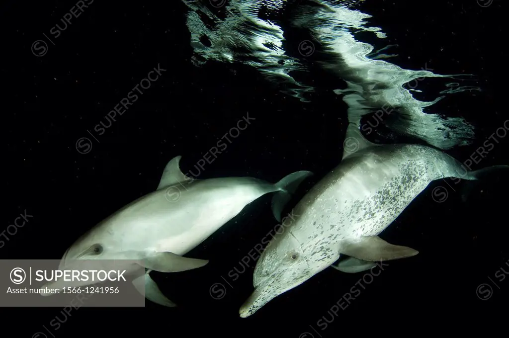Spotted dolphins, Stenella frontalis, at night Atlantic Ocean, Bahamas