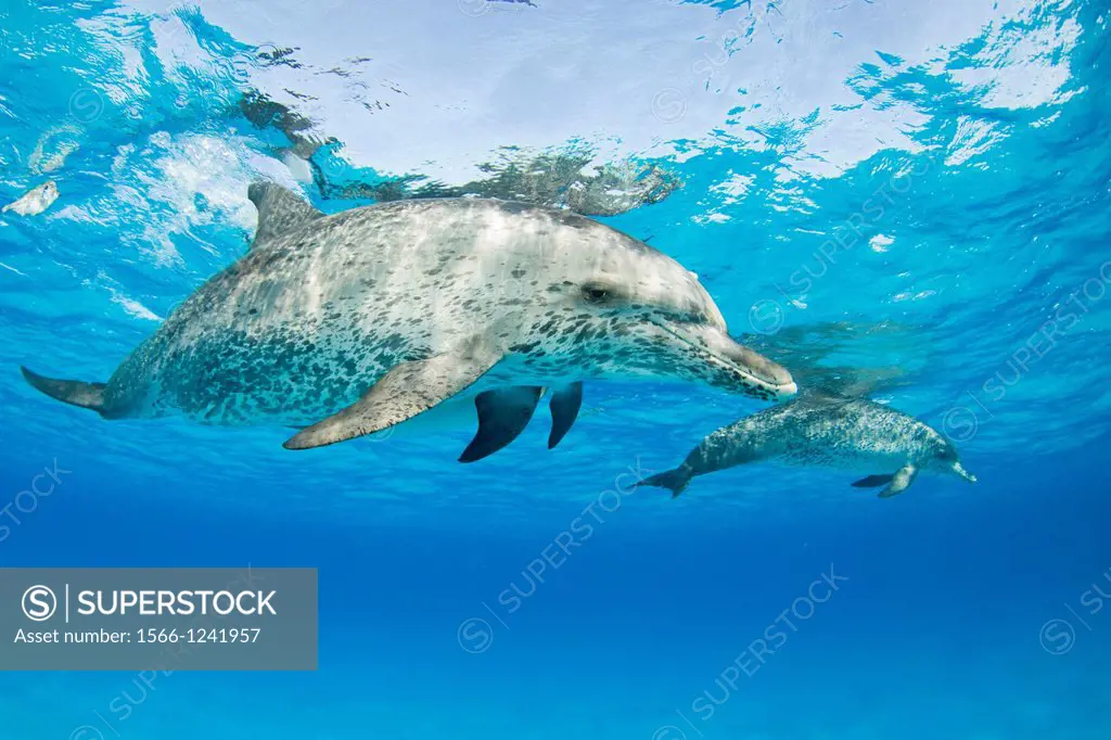 Spotted dolphin, Stenella frontalis, Atlantic Ocean, Bahamas
