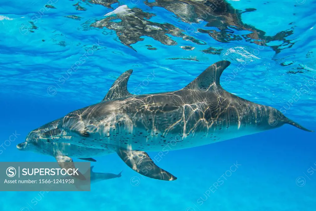Spotted dolphin, Stenella frontalis, Atlantic Ocean, Bahamas