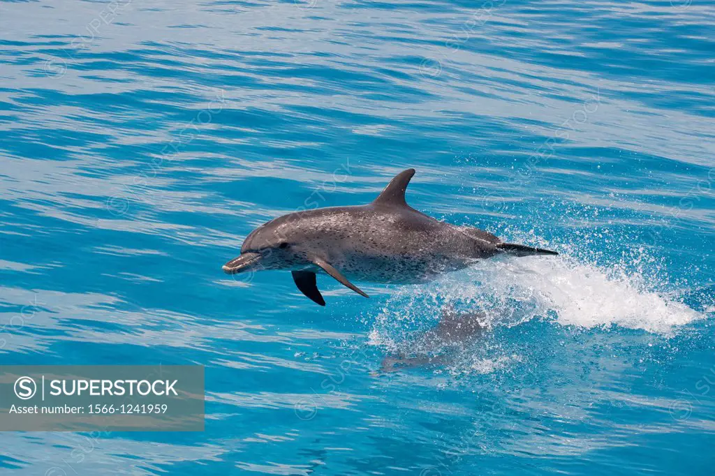 Spotted dolphin jumping, Stenella frontalis, Atlantic Ocean, Bahamas