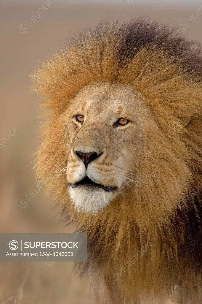 Male lion (Panthera leo) , portrait. Masai Mara Preserve, Kenya,  .  