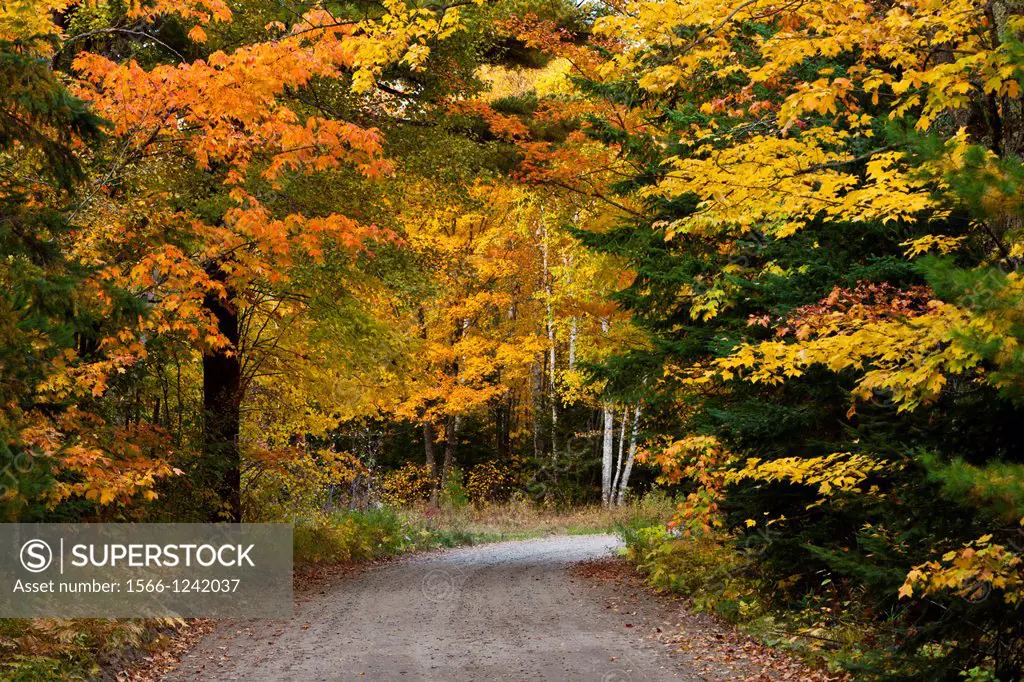 A rural road through fall foliage color in the forests near Grand Rapids, Minnesota, USA