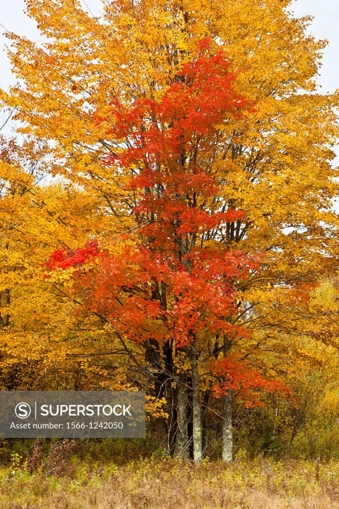 Fall foliage color in the deciduous forests of northern Minnesota, USA