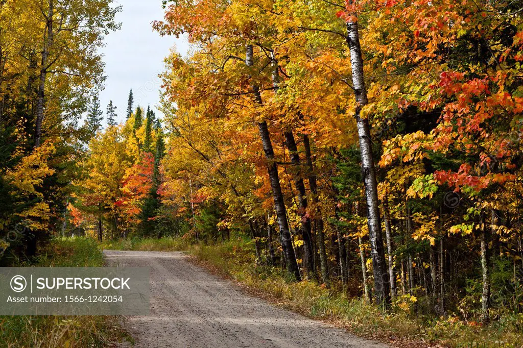 A road through the colorful deciduous forests of northern Minnesota in the autumn season