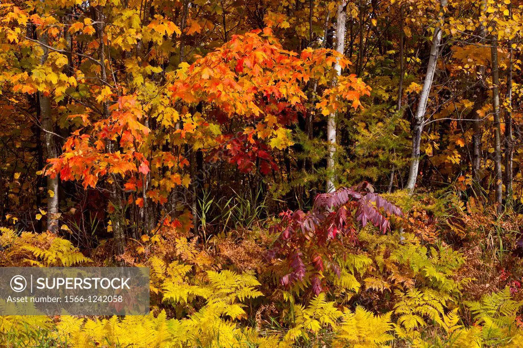 Fall foliage color in the deciduous forests of northern Minnesota, USA