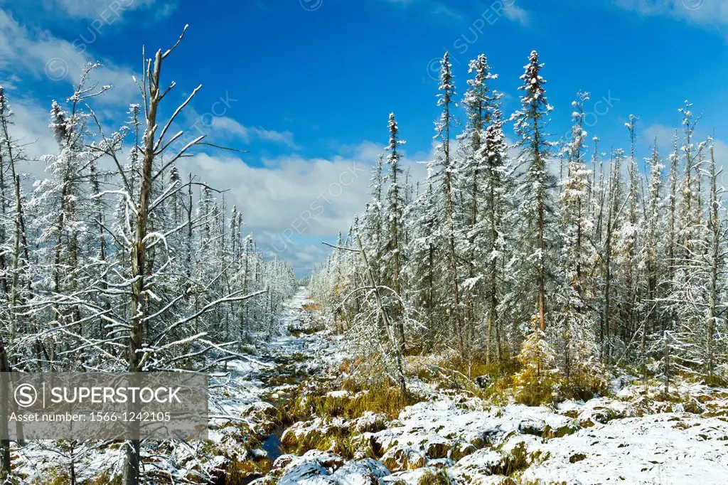 First snowfall with golden tamarack trees and pine forests along Highway 2 in northern Minnesota, USA