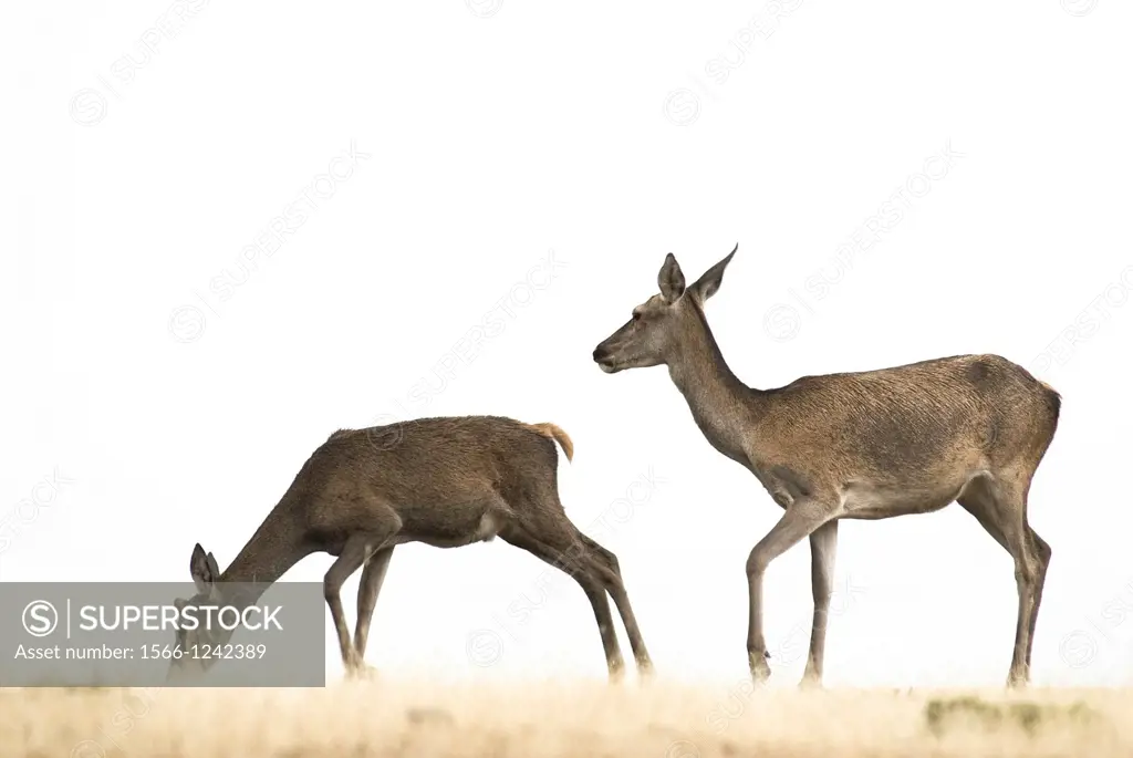 Red Deer (Cervus elaphus), Cabañeros, Ciudad Real, Castilla la Mancha, Spain
