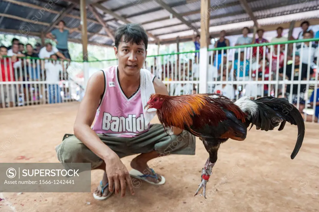 Man presenting his rooster after winning a cockfight, Coron, Philippines, Asia
