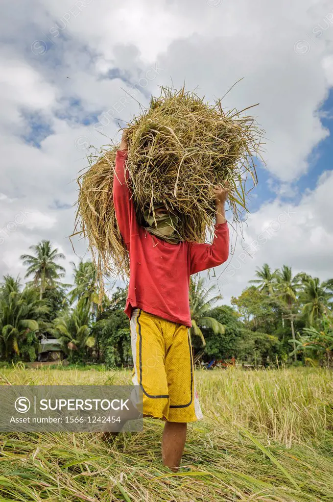 Man collecting rice from the fields, Port Barton, Philippines