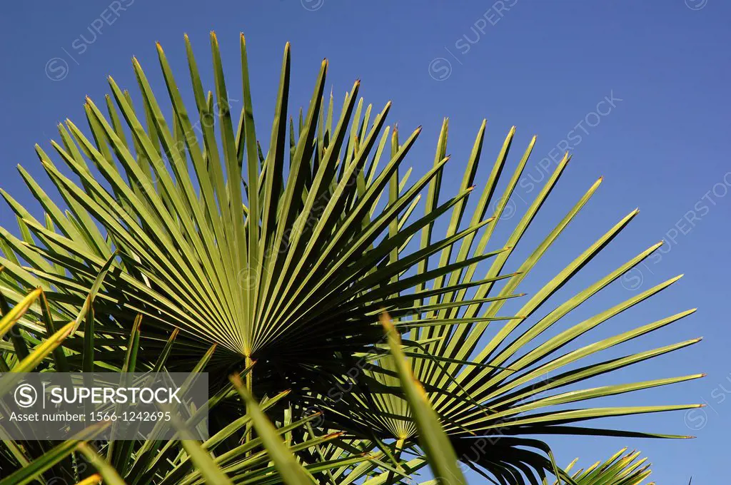 Chinese Windmill Palm Trachycarpus fortunei, Alamillo´s park, Seville, Spain