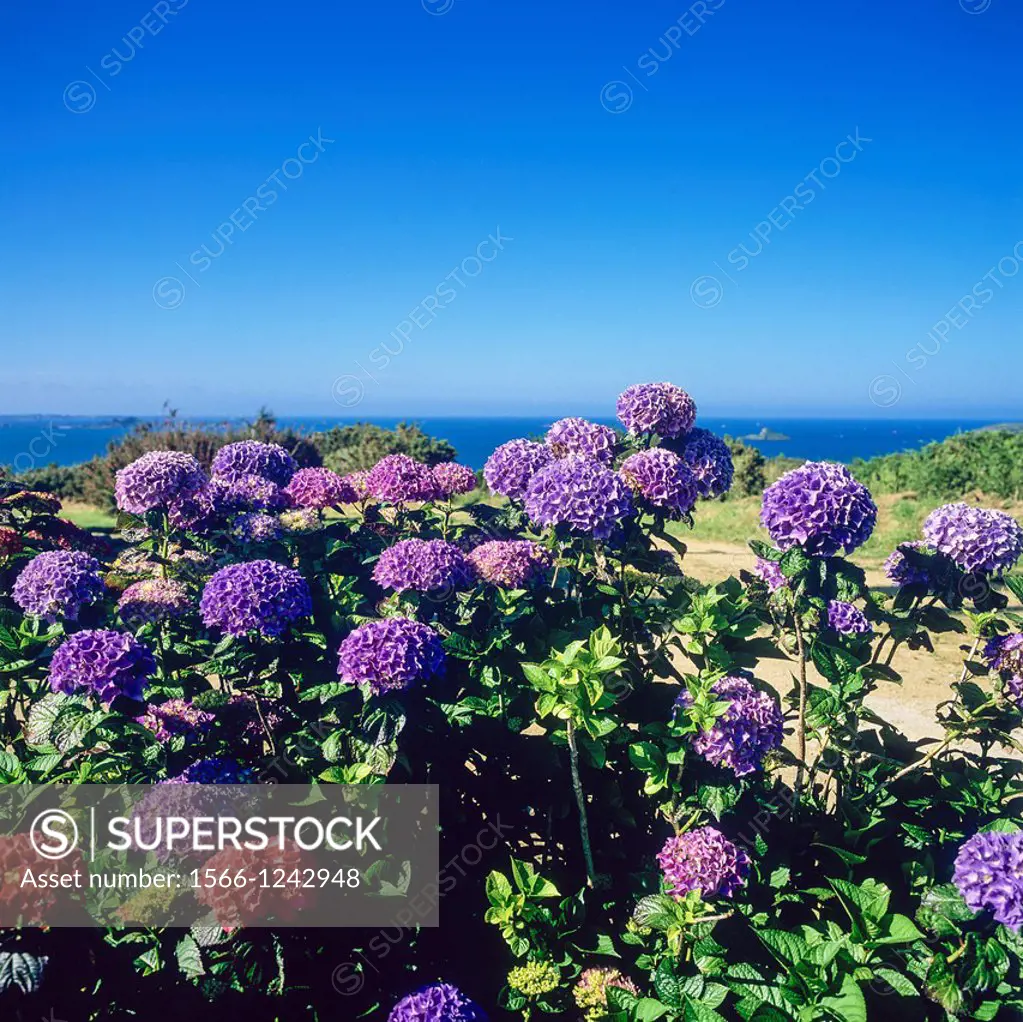 Hydrangea flowers at seaside ´Plouezec´ Brittany France