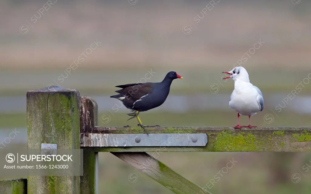 Black Headed Gull Larus Ridibundus and Moorhen on fence