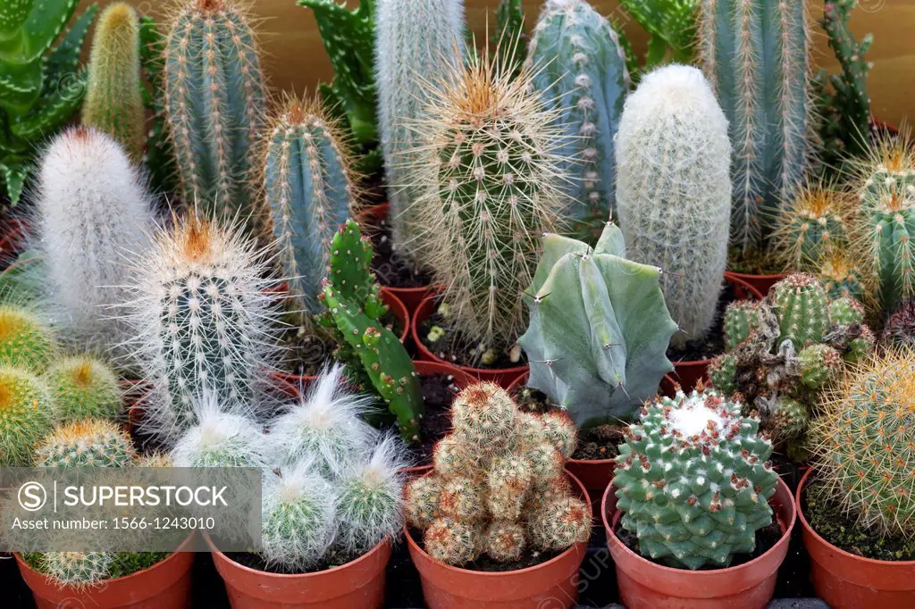 Garden centre in January collection of Cacti