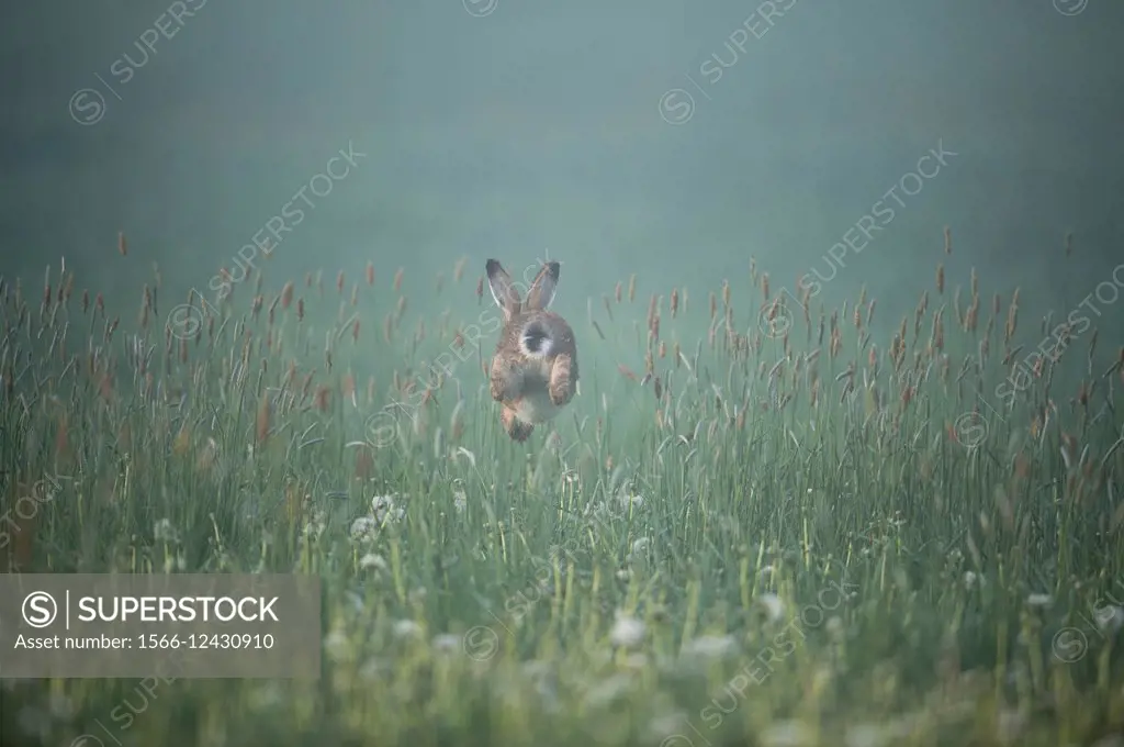 Hare (Lepus capensis), jumping over grass culms in meadow, Bavaria, Germany.