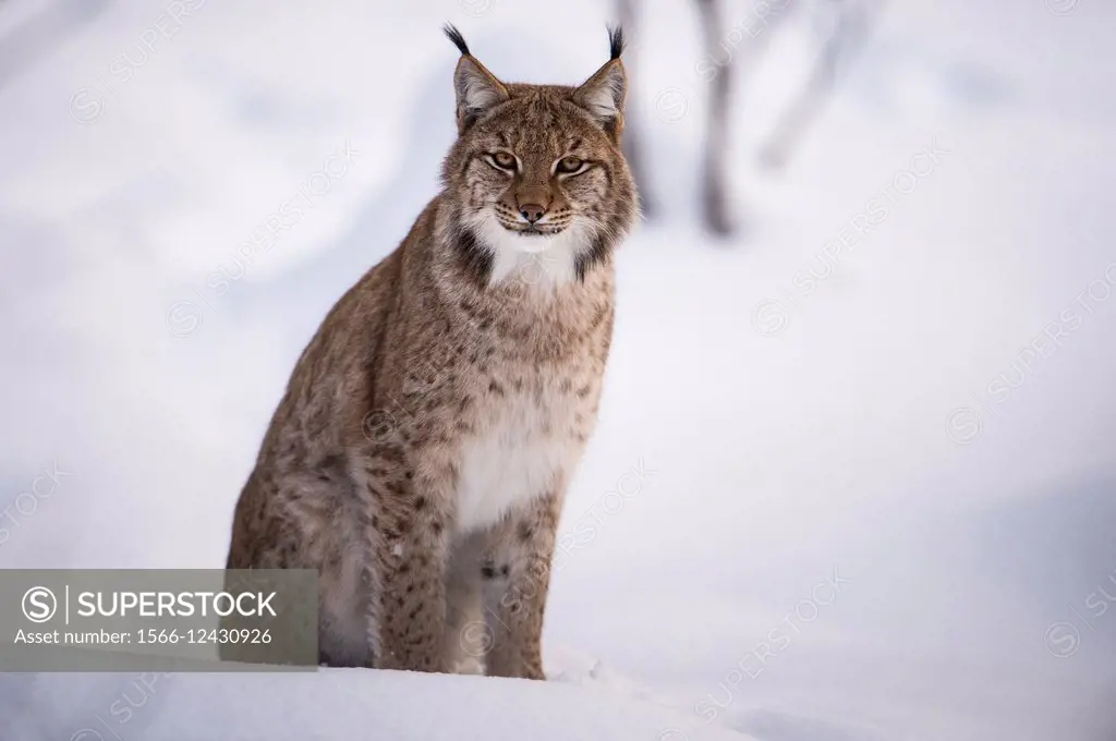 Lynx (Lynx lynx) sitting in snow, National Park Bayerischer Wald, Bavaria, Germany.