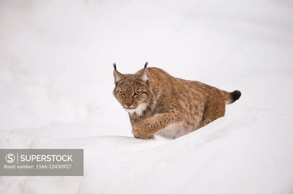 Lynx (Lynx lynx) stalking in deep snow, National Park Bayerischer Wald, Bavaria, Germany.