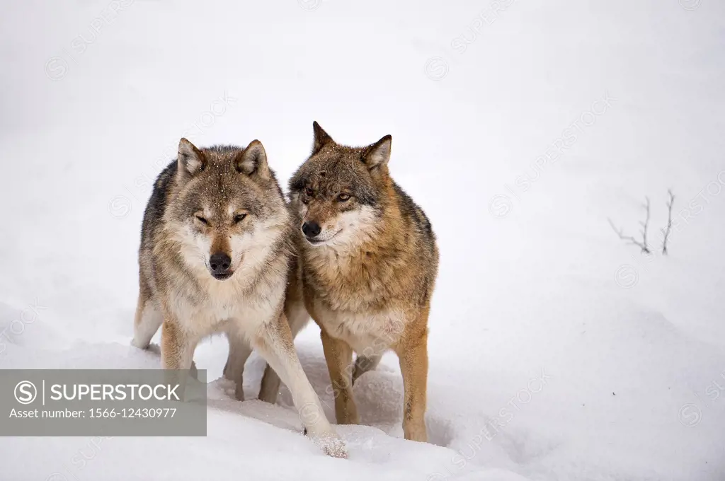 Wolves (Lupus canis), couple in snow, National Park Bayerischer Wald, Bavaria, Germany.