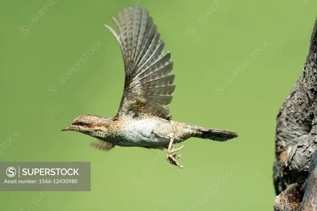 Wryneck (Jynx torquilla), flying out of the nesting hole, Germany.