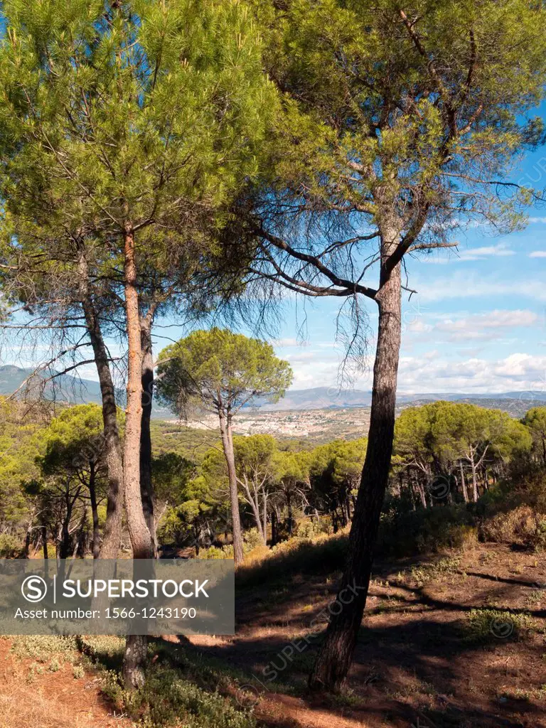 Pines in La Corcobada  Pelayos de la Presa  Madrid  Spain