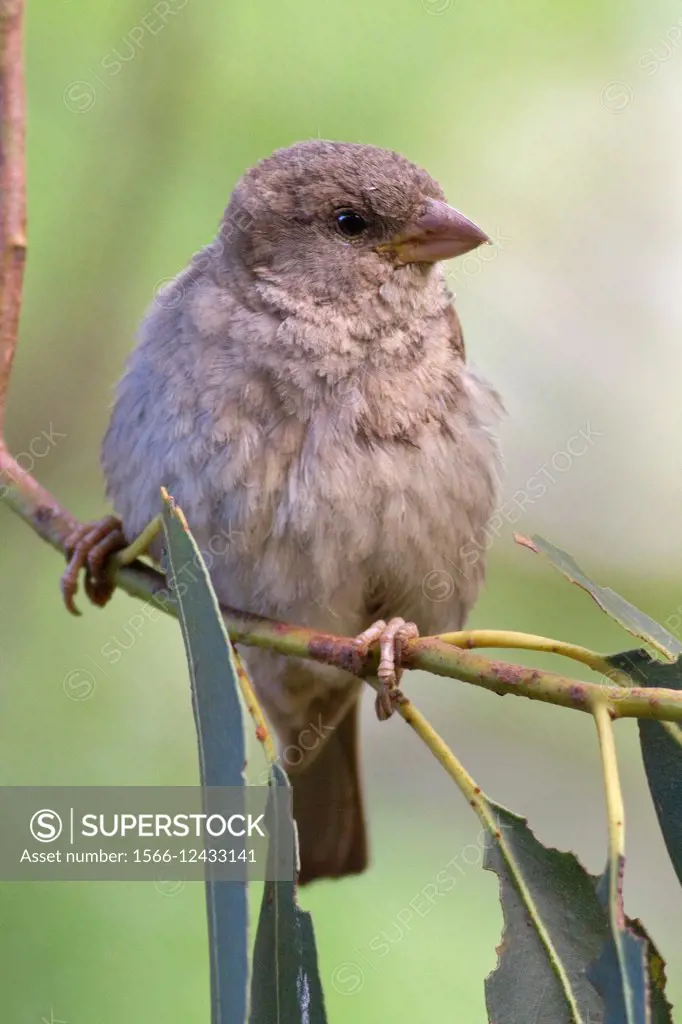 Juvenile House Sparrow. USA.