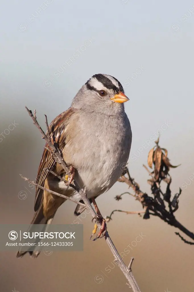 White-Crowned Sparrow. USA.