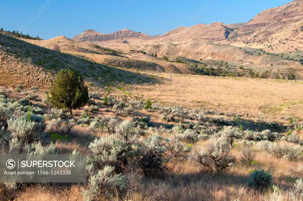 Sage grassland, John Day Fossil Beds National Monument-Sheep Rock Unit, Journey through Time National Scenic Byway, Oregon