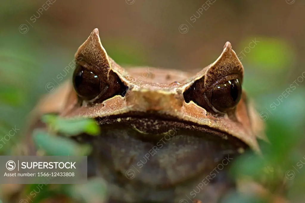 Long-nosed horned frog (Megophrys nasuta), also known as the Malayan horned frog or Malayan leaf frog is a species of frog restricted to the rainfores...