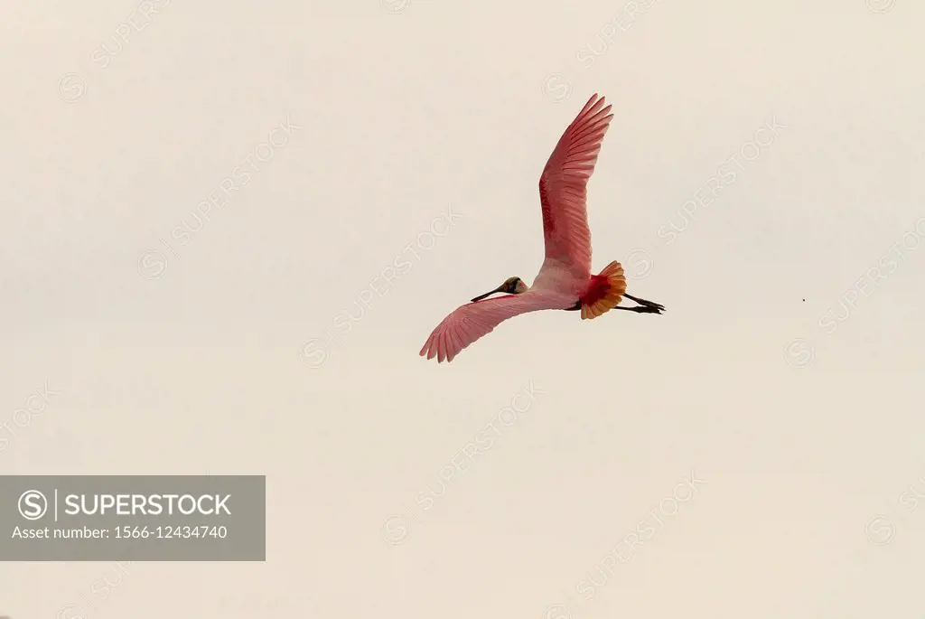 The Roseate Spoonbill, Platalea ajaja, is a large wading bird with pink plumage and a distinctive spatula shaped beak. It stand 85 cm tall and have a ...