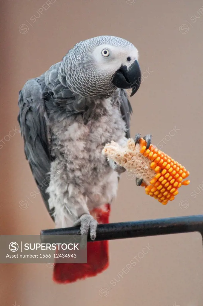 African Grey Parrot, Psittacus Erithacus Eating Corn.